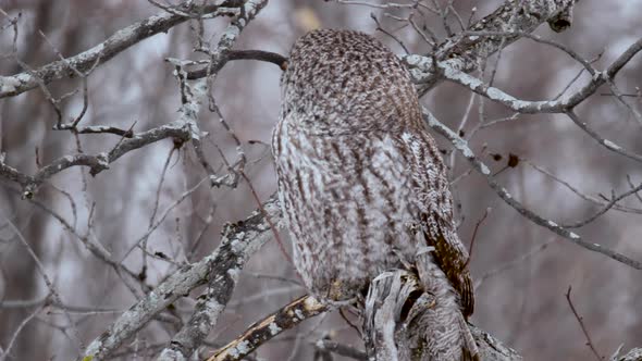 Great Grey Owl perched on branch turns head back and forth