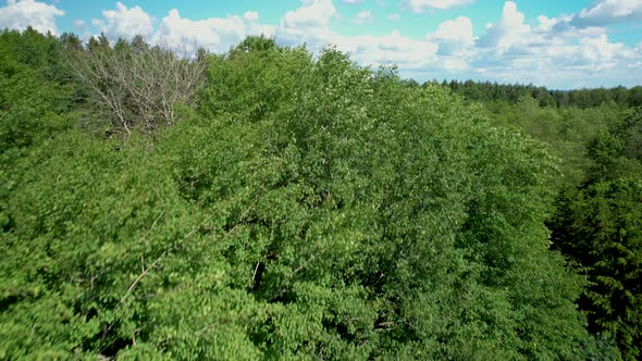 Drone rising revealing forest landscape in Poland.