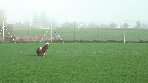 Cute Australian Shepard Dog Sprints across a Green Field Park, Jumps Super High and catches blue fri