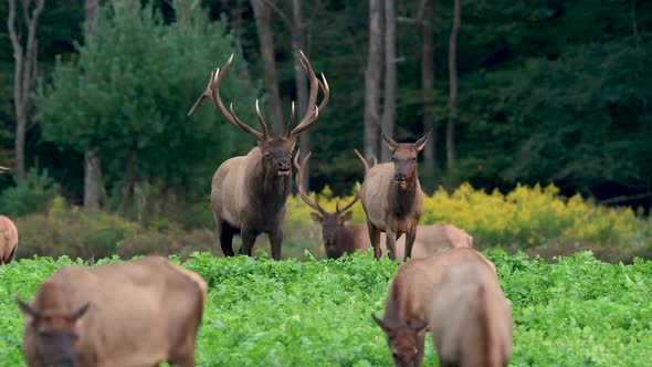 Elk Herd During the Rut