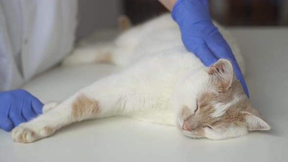 Close up of woman vet in protective gloves stroking cat.