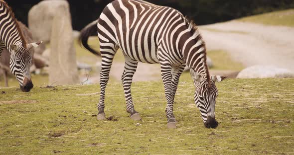 Plains Zebra In Safari Park