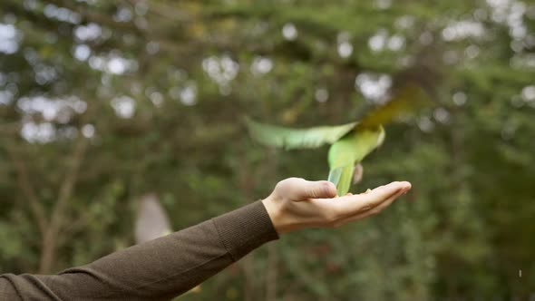 Green Parrot in London Flying in the Park and Sitting on a Hand