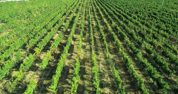 Aerial View Flying Above Rural Ripe Green Vineyard. Forward Establisher. .Italian Trip in Umbria