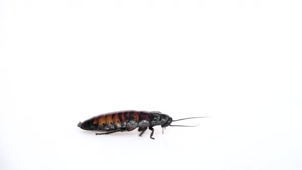 Madagascar Cockroach Crawls From Side To Side. White Background. Side View. Slow Motion