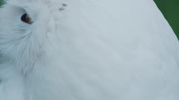 Close Up Portrait of Snowy Owl, Bubo Scandiacus. Beautiful White Night Bird.