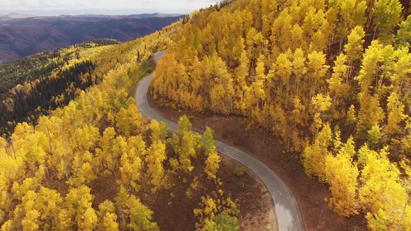 Aerial view above yellow aspen trees