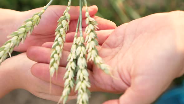 a child's hands in which an adult puts ripe torn ears of wheat.