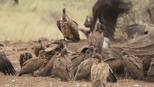 Scavenging Vultures on a Dead Elephant