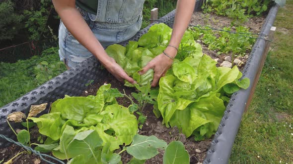 Slow motion shot of woman harvesting salad from raised bed