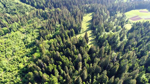 Aerial Shot of Green Forest