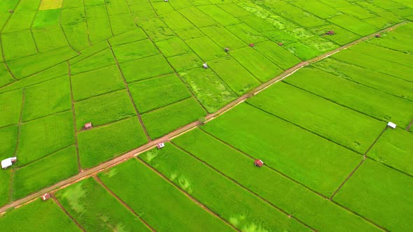 4K Aerial view of agriculture in rice fields for cultivation.