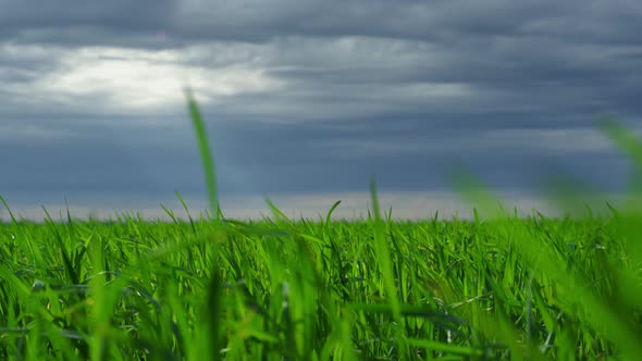 Green Grass Growing Meadow in Dramatic Strom Dark Weather Nature Landscape