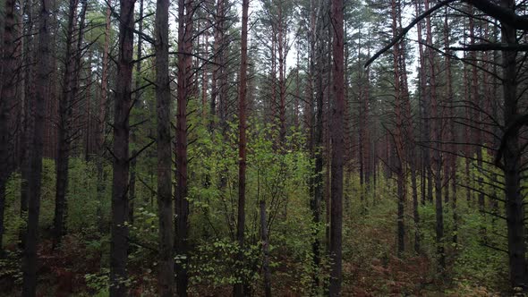 Through The Dark Autumn Forest