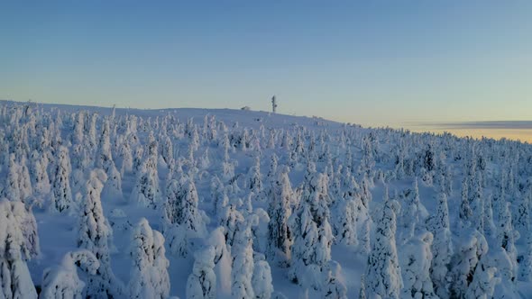 Aerial view reversing above white snow covered Norrbotten winter forest trees Sweden Lapland