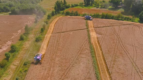 Harvesting Golden Ripe Wheat on the Field