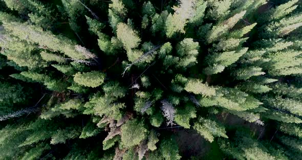 Looking down into a Colorado Pine Forest.