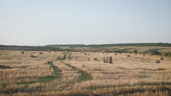 Rolls of Haystacks on the Field. Landscape with Twisted Haystacks in the Field. Agriculture Concept.