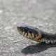 The Snake Basks in the Sun - VideoHive Item for Sale