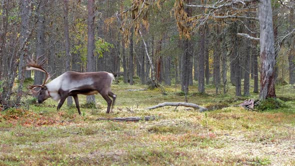 Two Wild Male Reindeers in Tundra Forest at Autumn in Lapland, Northern Finland