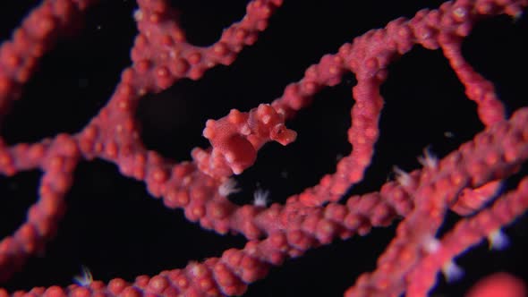 Pygmy Seahorse Denise on red sea fan at night.
