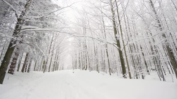 A Track Leads Up a Slope in a Snowcovered Forest in Winter