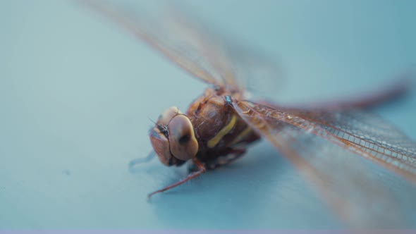 Brown Hawker Dragonfly Aeshna Grandis Macro Head and Thorax