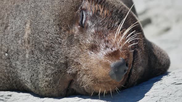 Close up the face of fur seal smile during sleep at Kaikoura, South Island