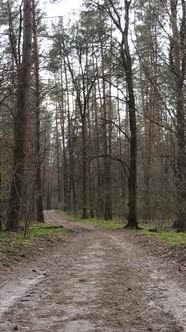 Vertical Video of a Road in the Forest Slow Motion