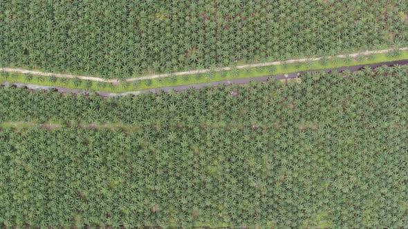 Aerial View of The Palm Oil Estates