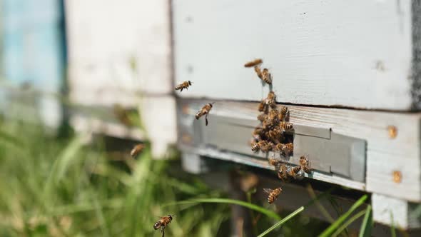 Close up view of the working bees bringing flower pollen to the hive on its paws
