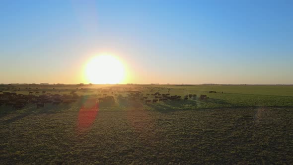 Huge herd of cattle walking on open green grass field during gorgeous sunset. Aerial fly forwards