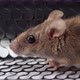 Furry Rat In A Cage Trap 1469 II - VideoHive Item for Sale