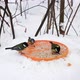 great tit in snow - VideoHive Item for Sale