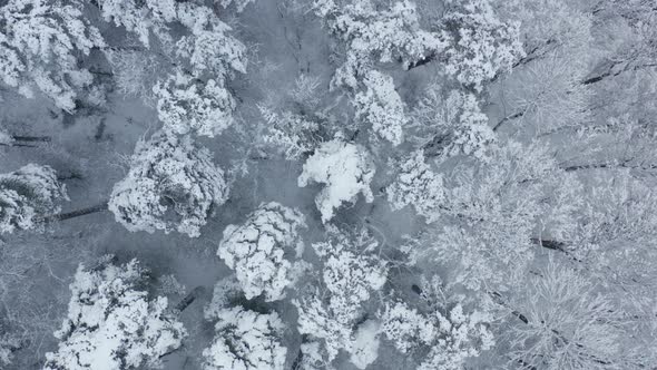 Winter Pine Trees With Huge Snowfall. Northern Climate Zone