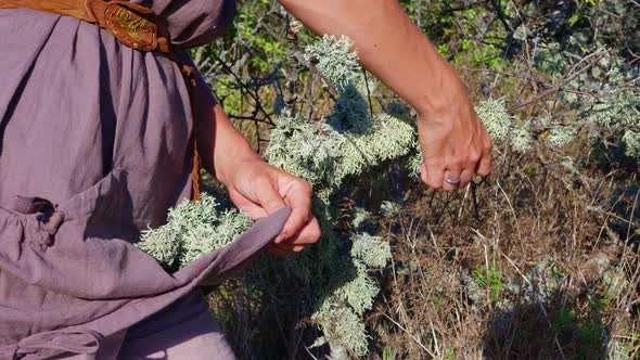 Young Woman Collects Herbs for Incense in a Mountain Forest