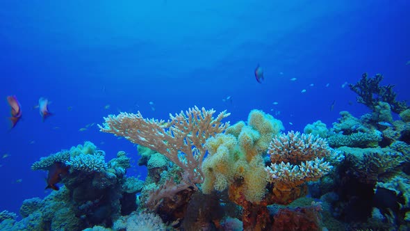 Underwater Background Tropical View