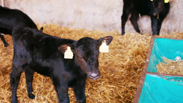 Little Calves in a barn