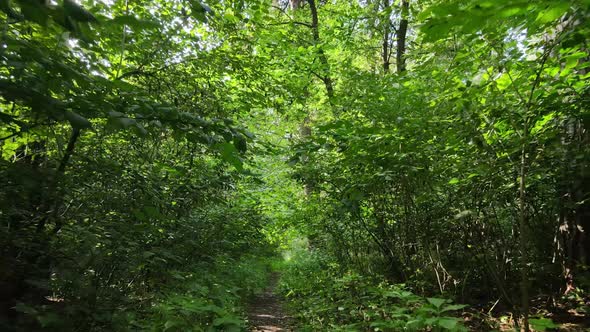 Green Forest with Trees By Day