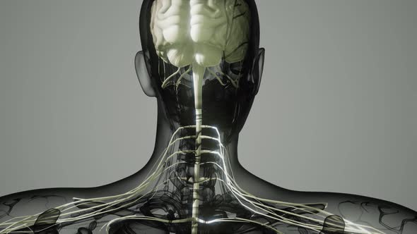 Brain and Nervous System of Human alt