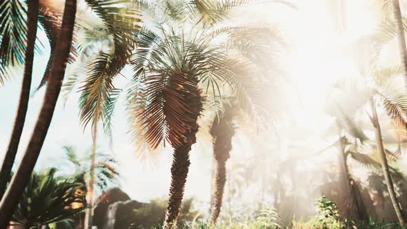 Green Jungle of Malaysia with Sun Rays