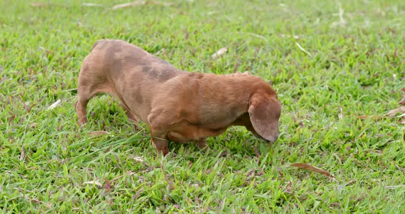 Dachshund dog play in the park