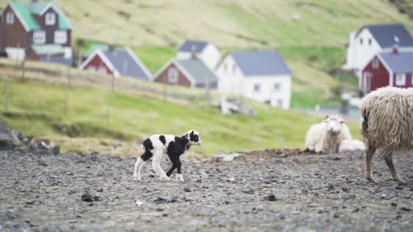 Lamb Walking To Stand Next To Sheep