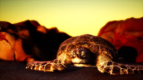 Sea Turtle at Beach Sand