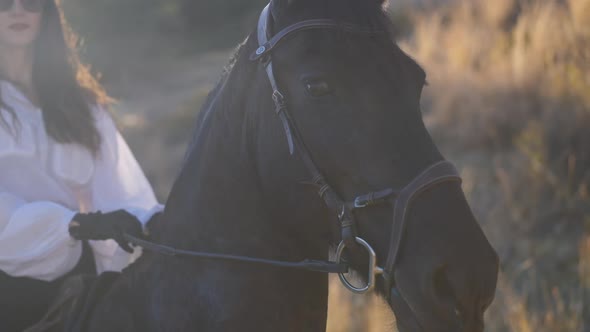 Closeup Face of Purebred Black Horse in Sunrays with Blurred Woman Holding Bridle Sitting on Back