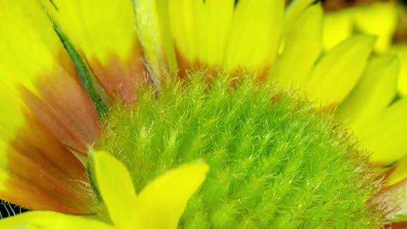 Time Lapse of Gaillardia Bloom Closeup Shot on Black Background Beautiful Gaillardia Flower Blooms