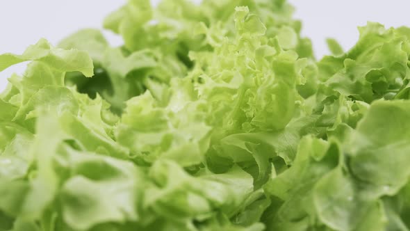 Green oak fresh lettuce planted in the Hydroponics style is beautifully placed and slowly rotating.