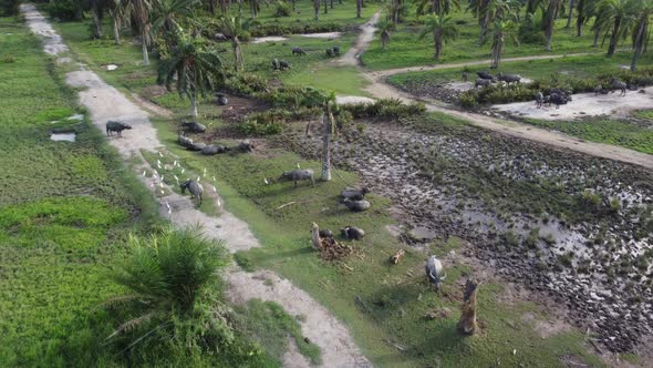 Aerial look down buffaloes and egret birds