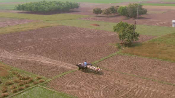 Farmers working in agricultural fields, Mayapur, India. 4k aerial 