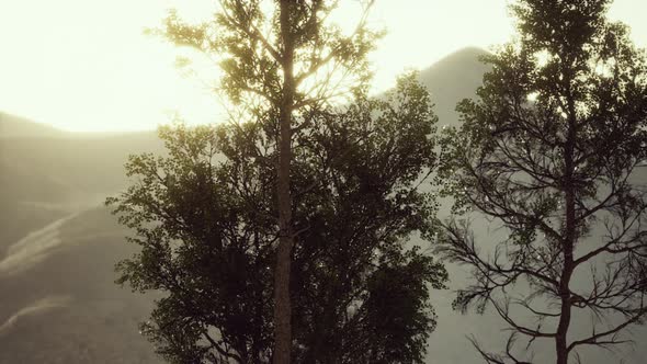 Carpatian Mountains Fog and Mist at the Pine Forest